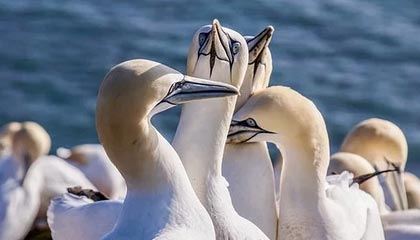 星空·体育app下载-国际滑雪障碍赛中国选手跻身八强，滑雪障碍追逐国家队